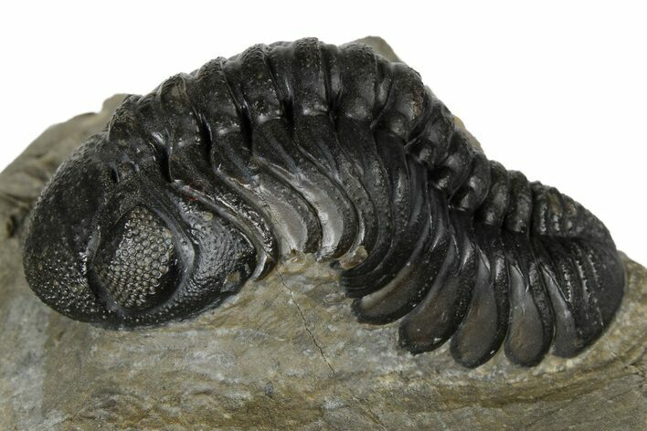 Austerops Trilobite - Nice Eye Facets #179195